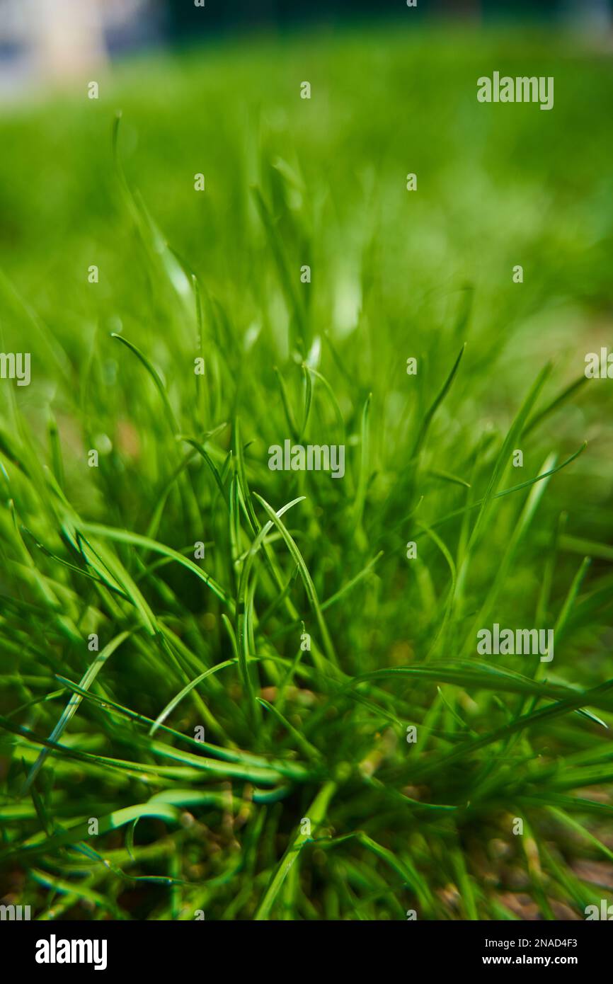 Nahaufnahme saftiges grünes Gras auf dem Hinterhof. Stockfoto