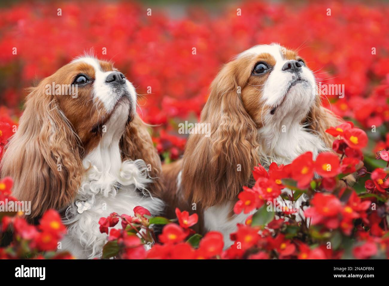 Zwei süße Hunde des Kavalier-Königs charles Spaniel, die in roten Blumen zusammensitzen Stockfoto