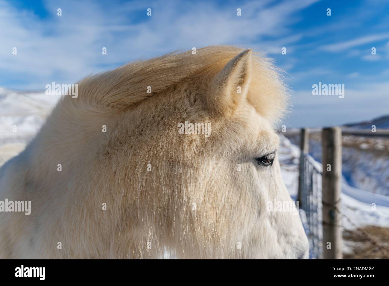 Ein majestätisches weißes Pferd steht allein in einer schneebedeckten Ebene Stockfoto