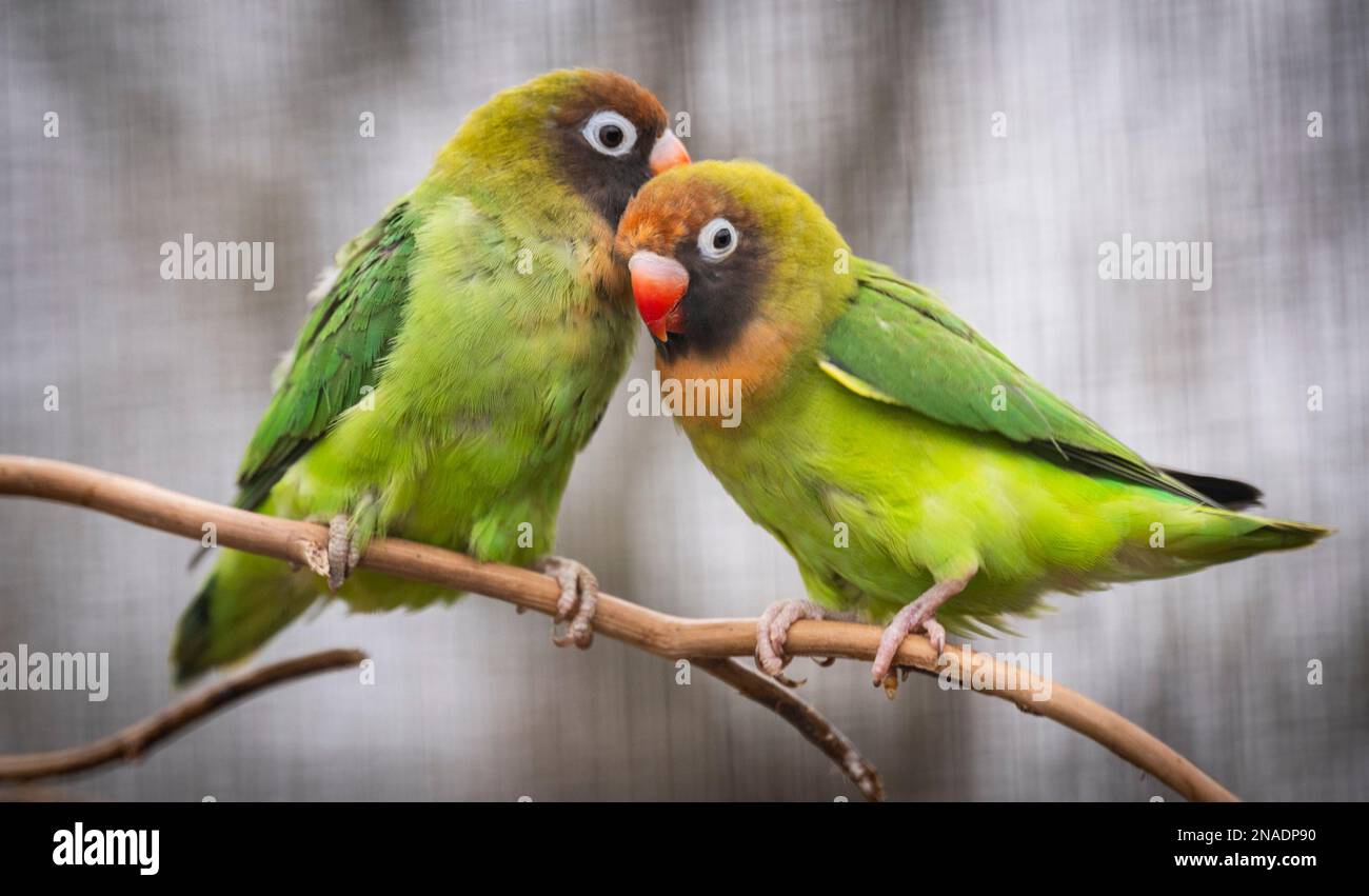 Bird Gardens, Großbritannien. 12. Februar 2023. Oxton, Schottische Grenzen, Schottland. Schottland, Nachrichten, Valentinstag in der Woche des Valentinstages und frühen Frühjahrszeichen liegt die Liebe im Bird Gardens Scotland in der Luft, während die bunten Federfreunde sich zusammentun. Farbenfrohe, schwarzwandige Turteltauben, die zusammen im Vogelhaus von Bird Gardens Scotland abgebildet sind, mit leuchtend grünen Federn und markanten roten Schnäppchen und manchmal komischen Ausdrücken. Kredit: phil wilkinson/Alamy Live News Stockfoto