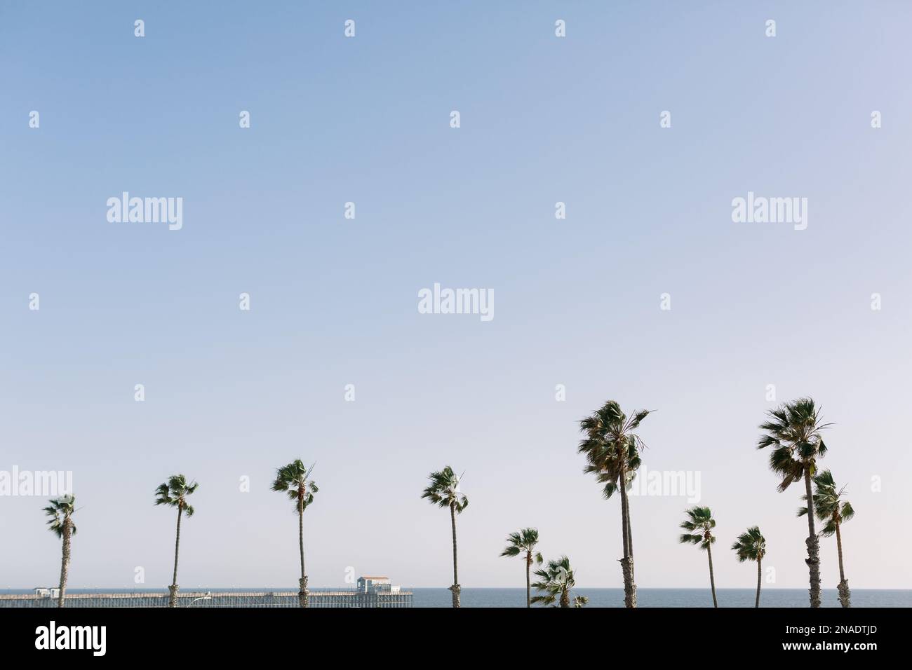 Palmen und Ozean am Oceanside Pier in Südkalifornien Stockfoto