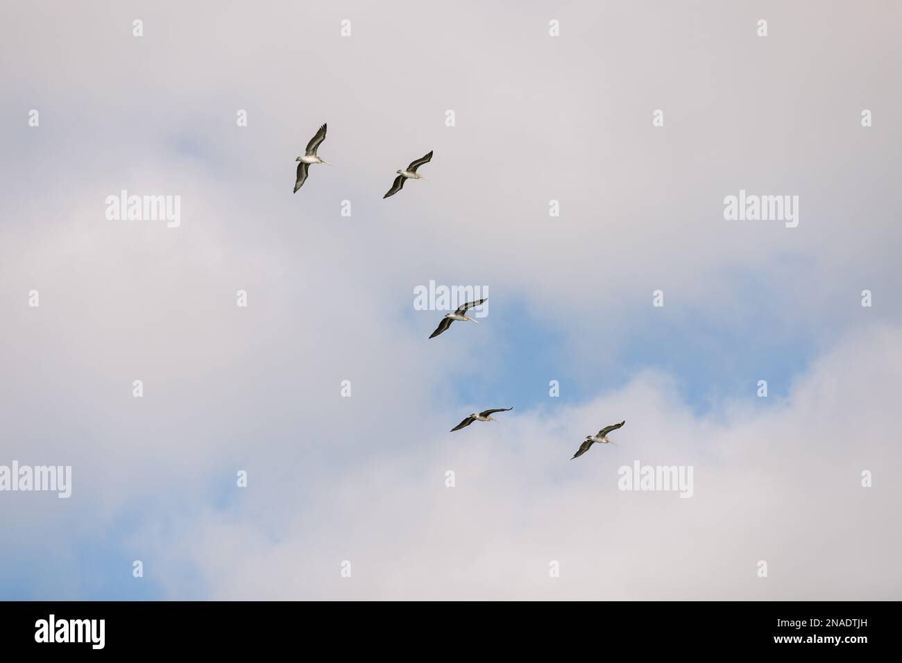 Pelikane fliegen an einem bewölkten Tag mit abstrakter Zusammensetzung Stockfoto