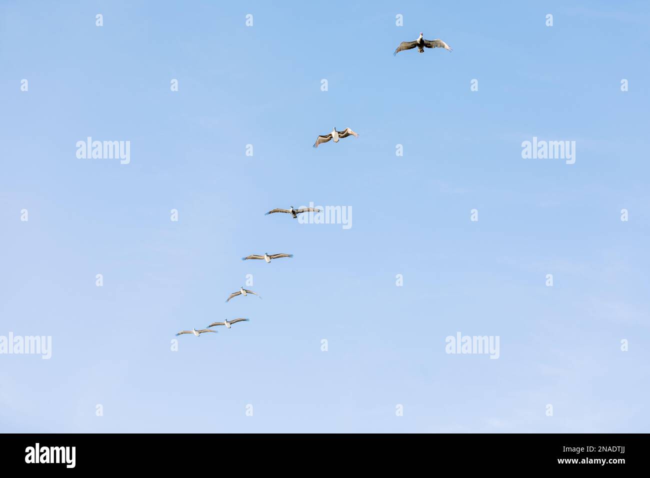 Pelikane, die am blauen Himmel fliegen Stockfoto