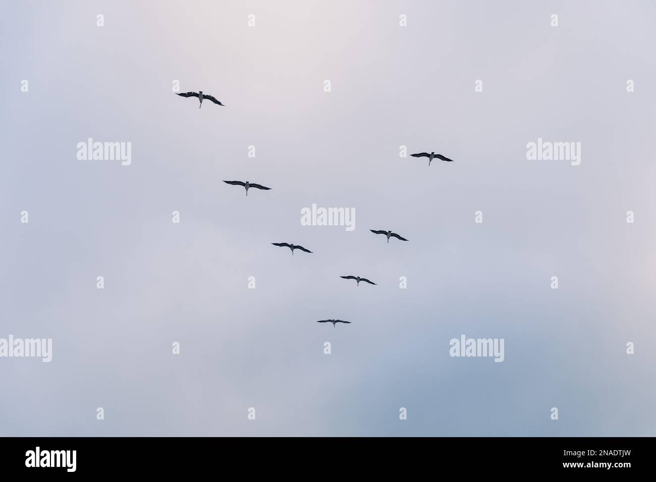 Pelikane fliegen in einem V mit blauem Himmel und rosa Wolken Stockfoto
