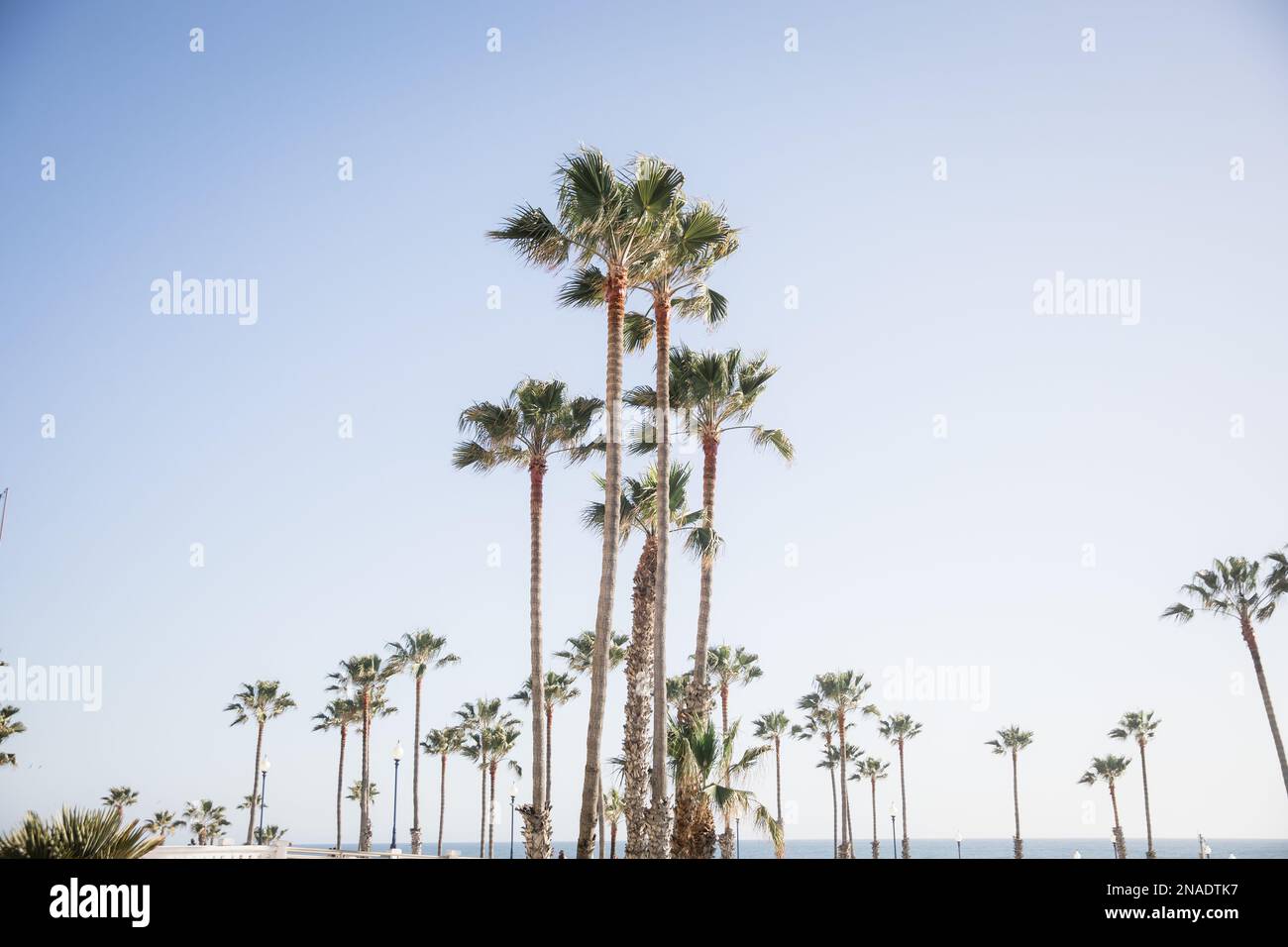 Palmen in einer symmetrischen Strandlandschaft Stockfoto