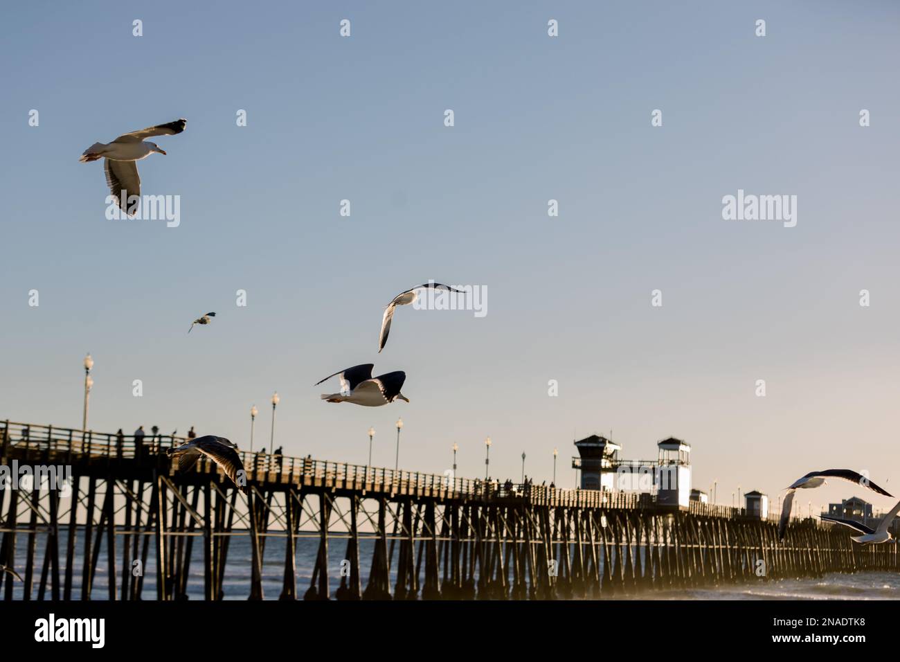 Möwen fliegen über dem Pier am Strand Stockfoto