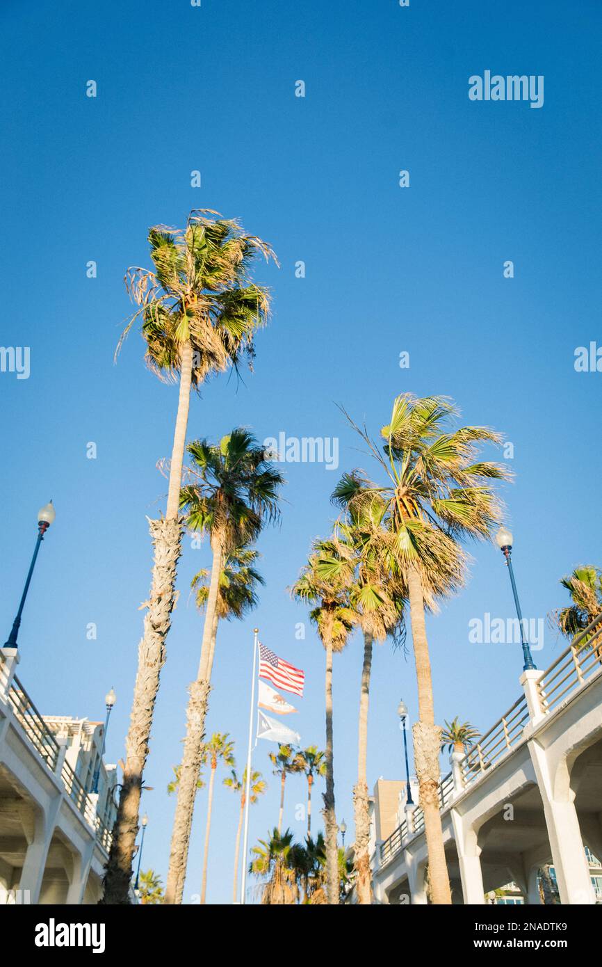 Amerikanische Flagge mit Palmen und blauem Himmel Stockfoto