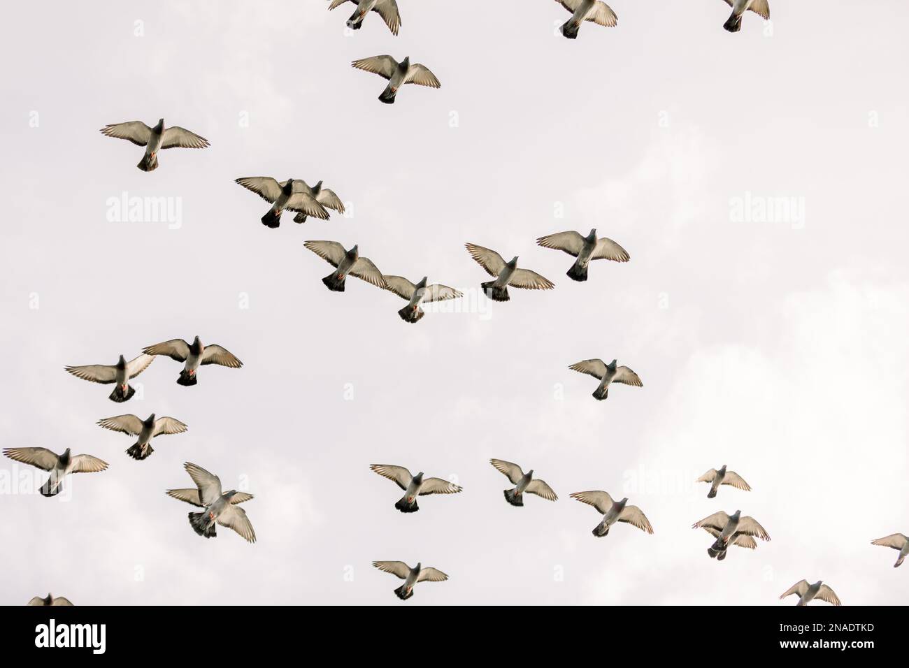 Tauben fliegen in einer Herde Stockfoto