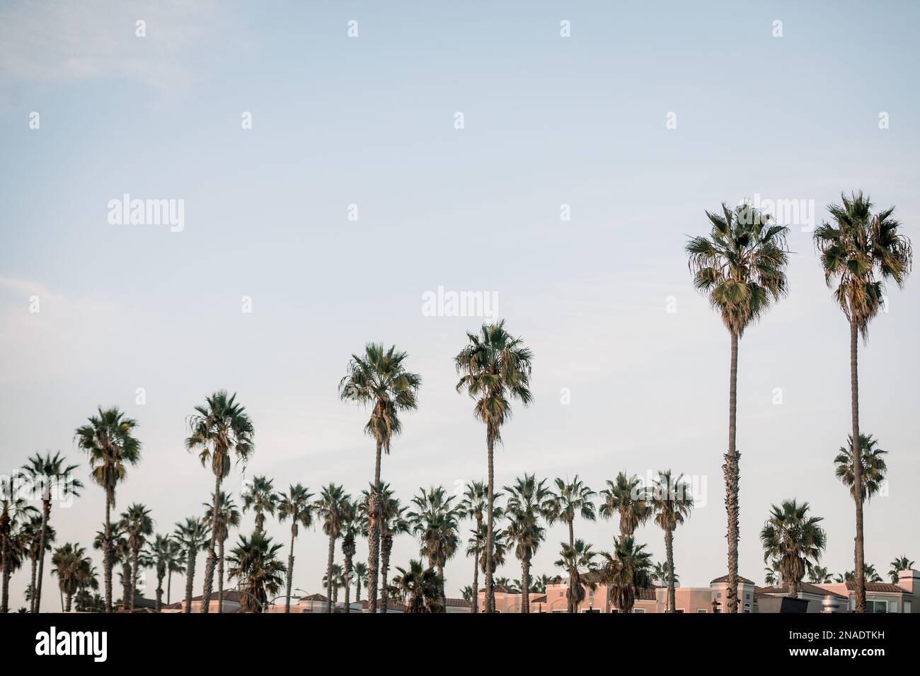 Palmen bei Sonnenuntergang an einem kalifornischen Strandtag Stockfoto