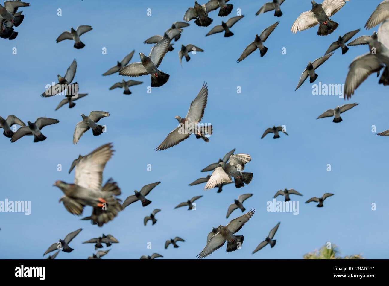Tauben fliegen zusammen mit blauem Himmel am Strand Stockfoto