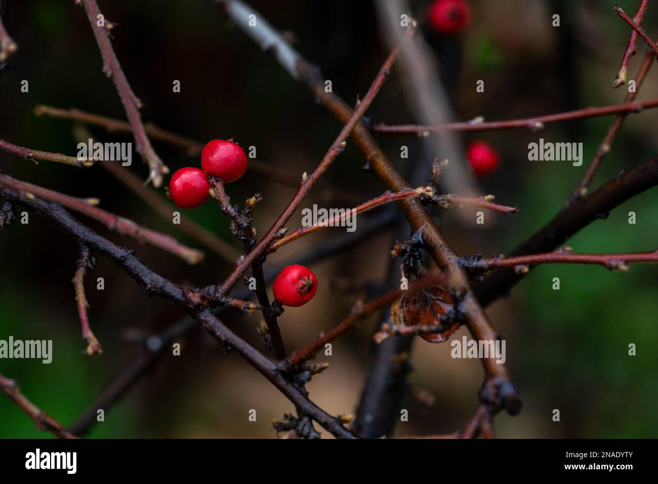 Pyracantha Coccinea Scharlach feuerdorn Zierstrauch, orangefarbene Obstgruppe hängt an Herbststrauch, grüne Blätter. Nahaufnahme. Stockfoto