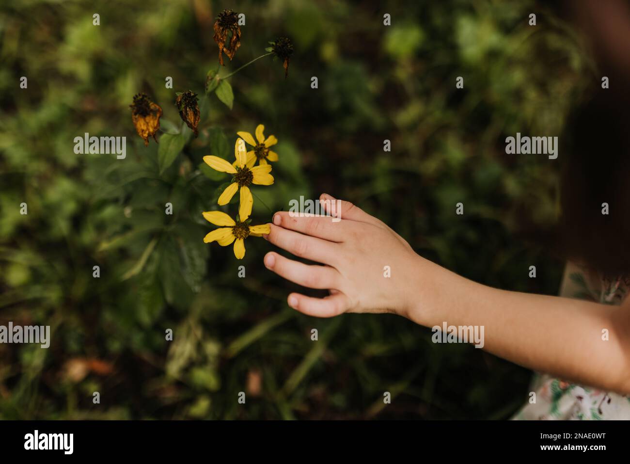 Nahaufnahme der Hand eines jungen Mädchens, die eine Blume draußen zart berührt Stockfoto