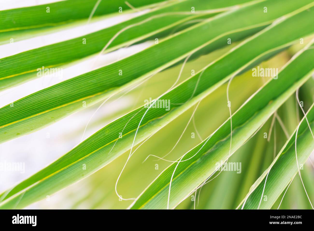 Natürlicher grüner Palmenhintergrund Stockfoto