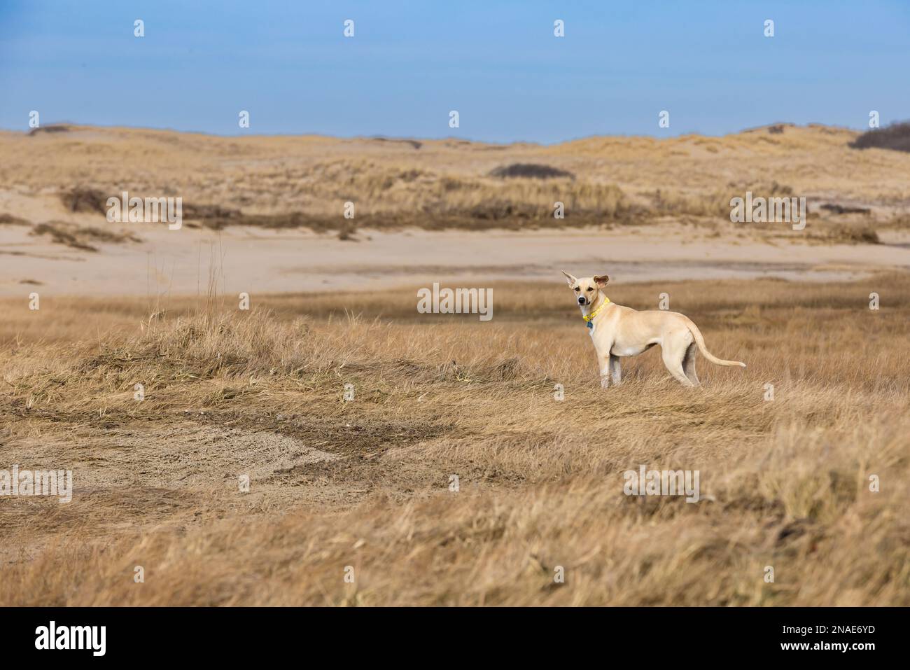 Ein gelber Hund aus gemischten Rassen steht auf einem trockenen Grasfeld ohne Leine Stockfoto