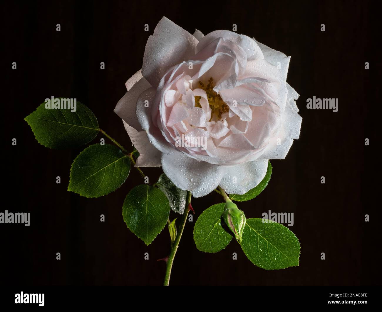 Die Rose New Dawn ist eine der schönsten Rosenarten Stockfoto