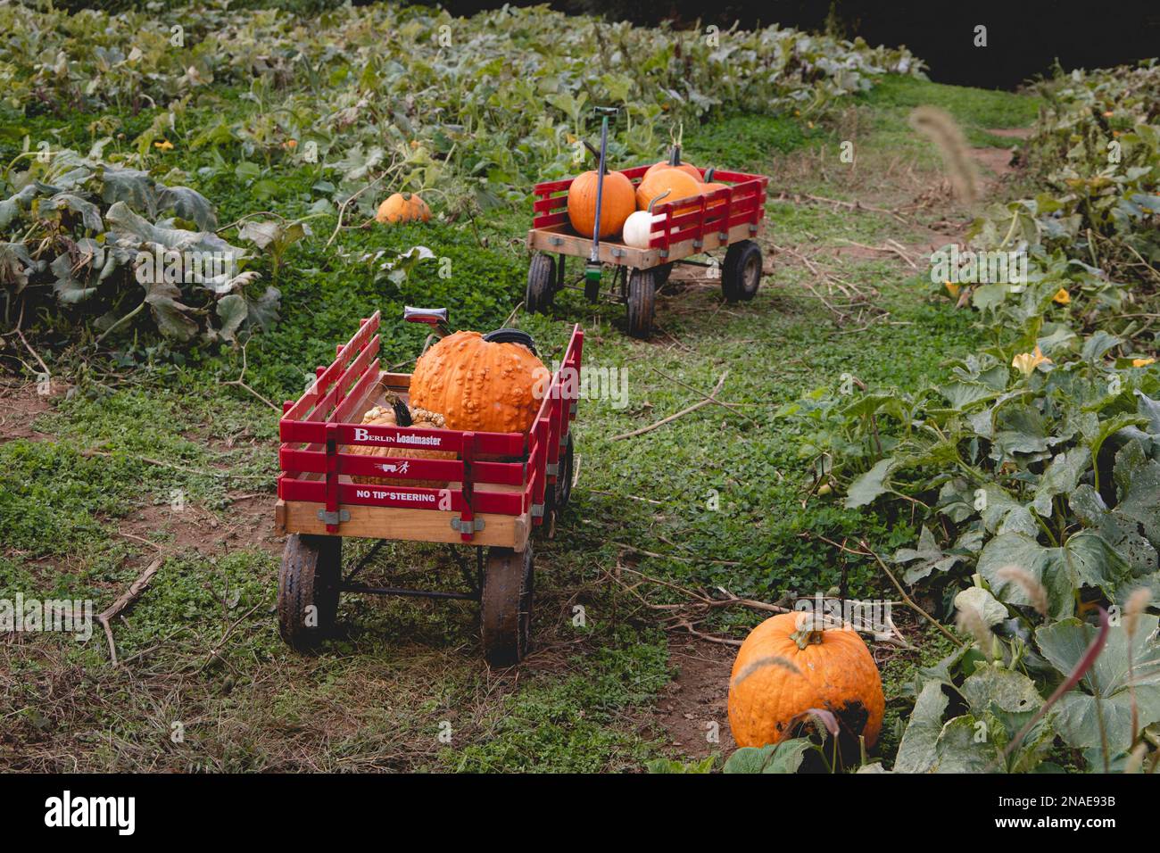 Kürbisse in Wagen am U-Pick Pumpkin Patch auf Ramseys Farm Stockfoto