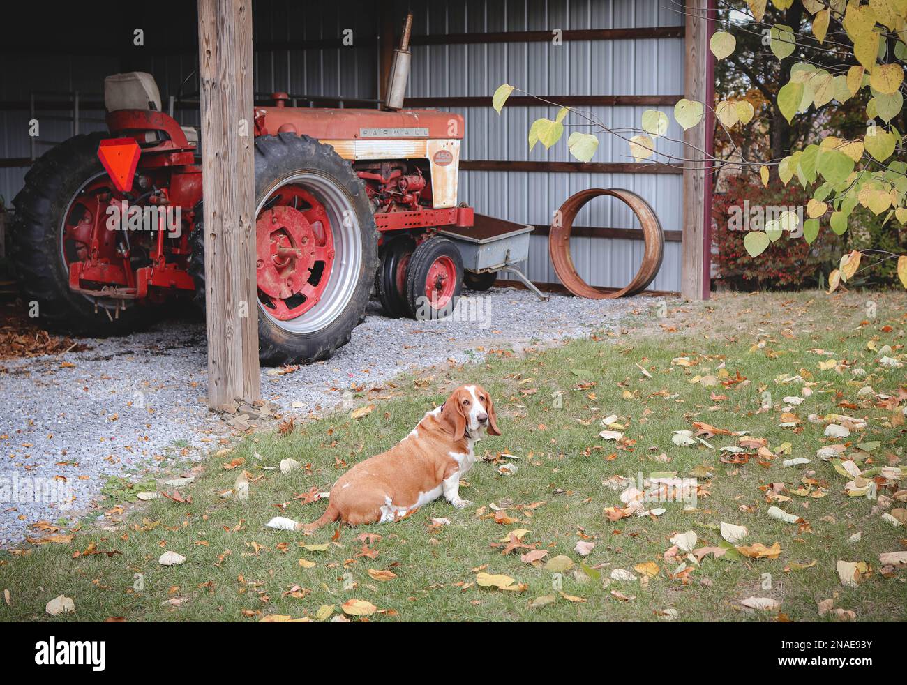 Basset Hound und Farmall Tractor im Schuppen Stockfoto