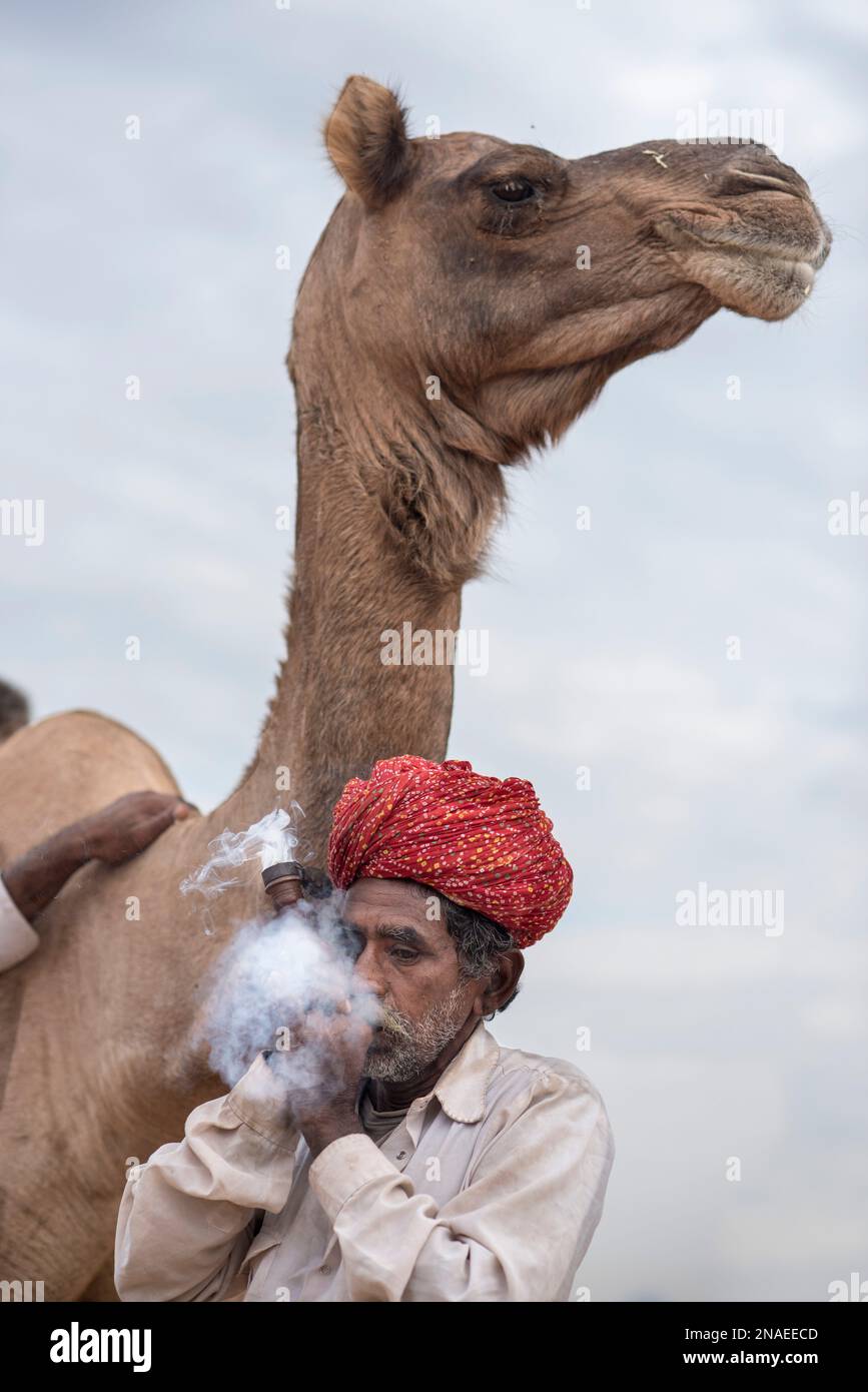 Indischer Mann, der eine Chillumpfeife raucht und neben seinem Kamel steht; Puschkar, Rajasthan, Indien Stockfoto