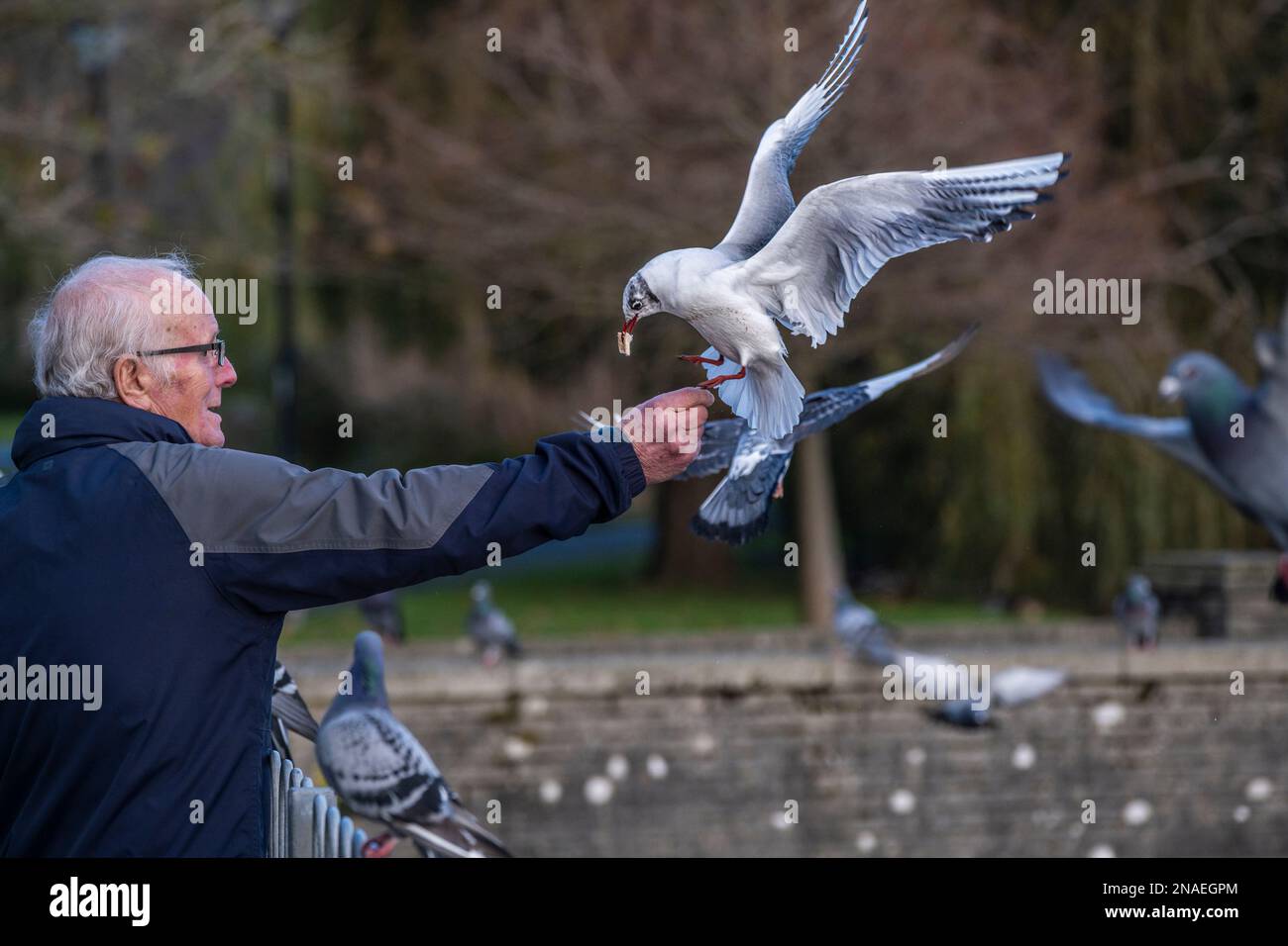 Ein reifer Mann fütterte einen Schwarzkopf-Gull Chroicocephalus ridibundus in einem Park in Newquay in Cornwall in Großbritannien. Stockfoto