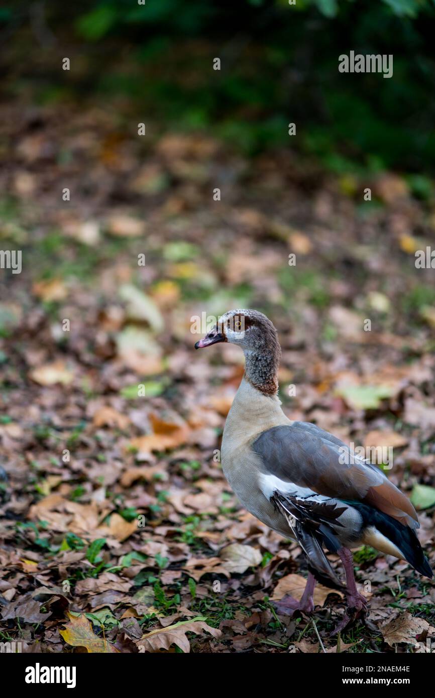 Eine vertikale Nahaufnahme einer ägyptischen Gans mit grauem und braunem Gefieder auf Blättern Stockfoto