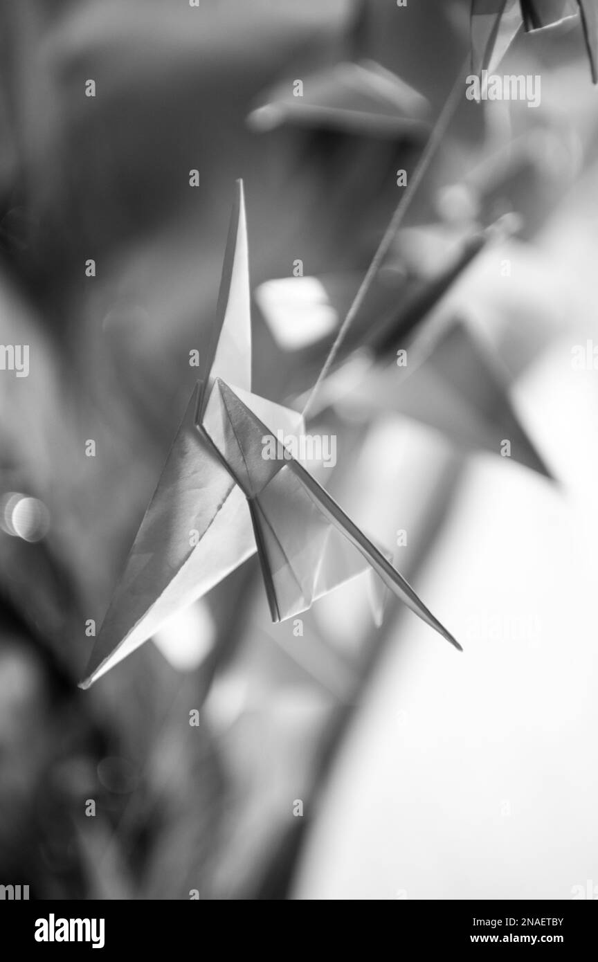Japanische gefaltete Origami-Kräne, die mit Saiten hängen. Hunderte handgemachte Papiervögel, isoliert mit Kopierraum. 1000 Tsunu-Skulptur des Krans Stockfoto