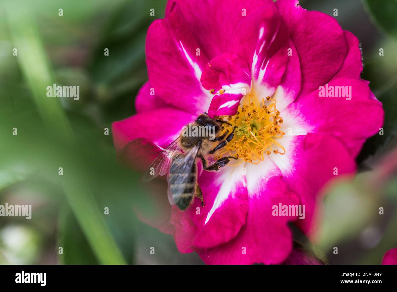 Eine Biene sammelt Nektar von Gartenrosen. Pollen auf den Stämmen einer Rose. Natürlicher Hintergrund mit jahrelanger Blüte. Stockfoto