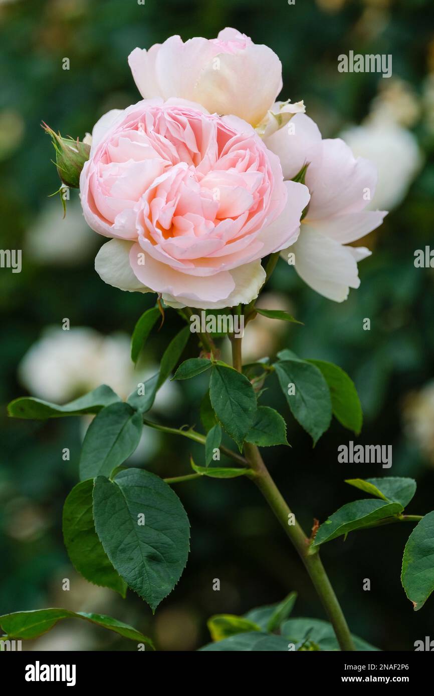 Rose Ausrumba, Rose sanfte Hermine, Strauchrose, seichte Schürze, blassrosa Doppelblumen Stockfoto