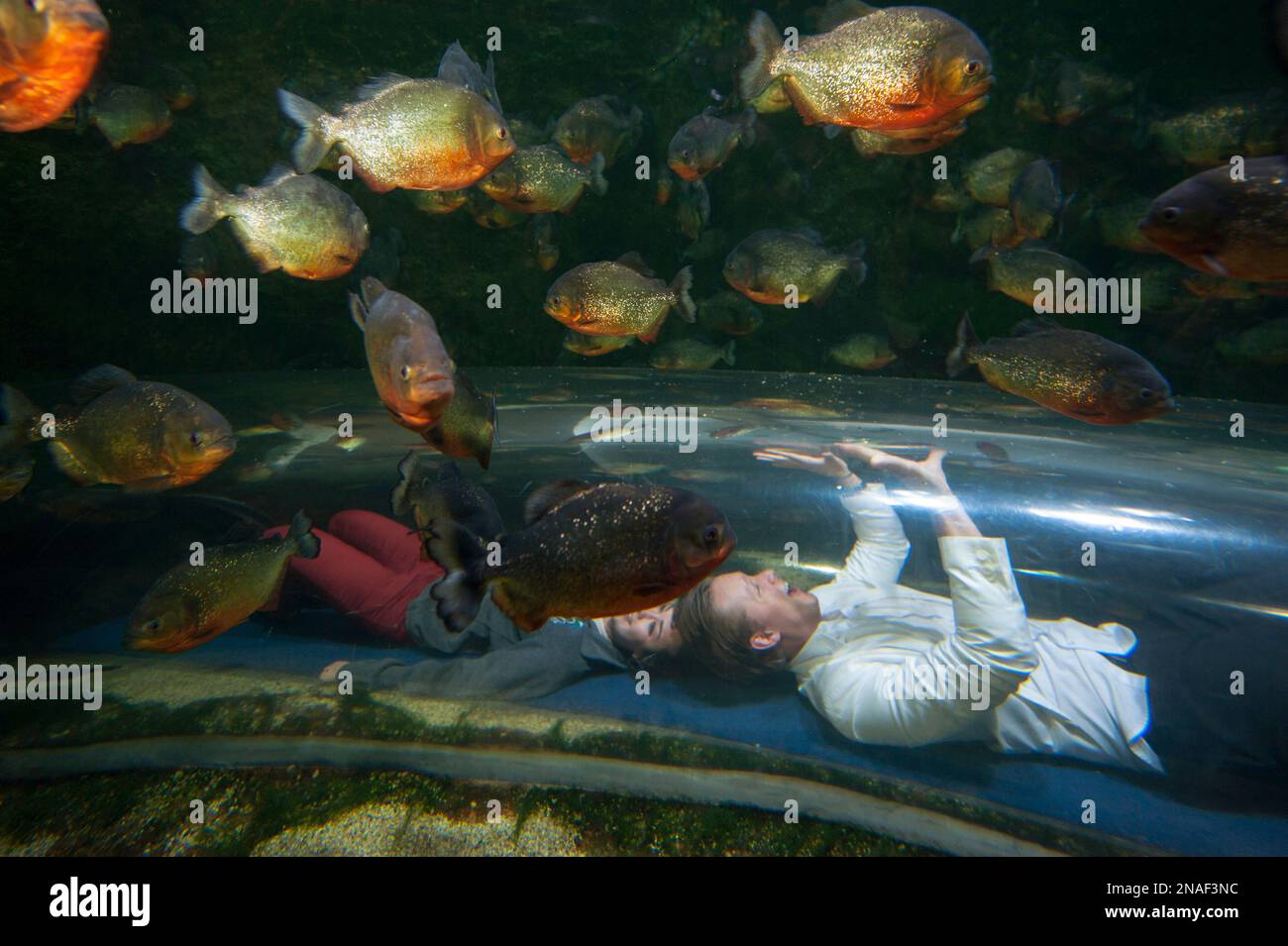 Touristen krabbeln durch einen Tunnel im rothauchigen Piranha-Tank (Pygocentrus nattereri) im Zoo von Houston; Houston, Texas, USA Stockfoto