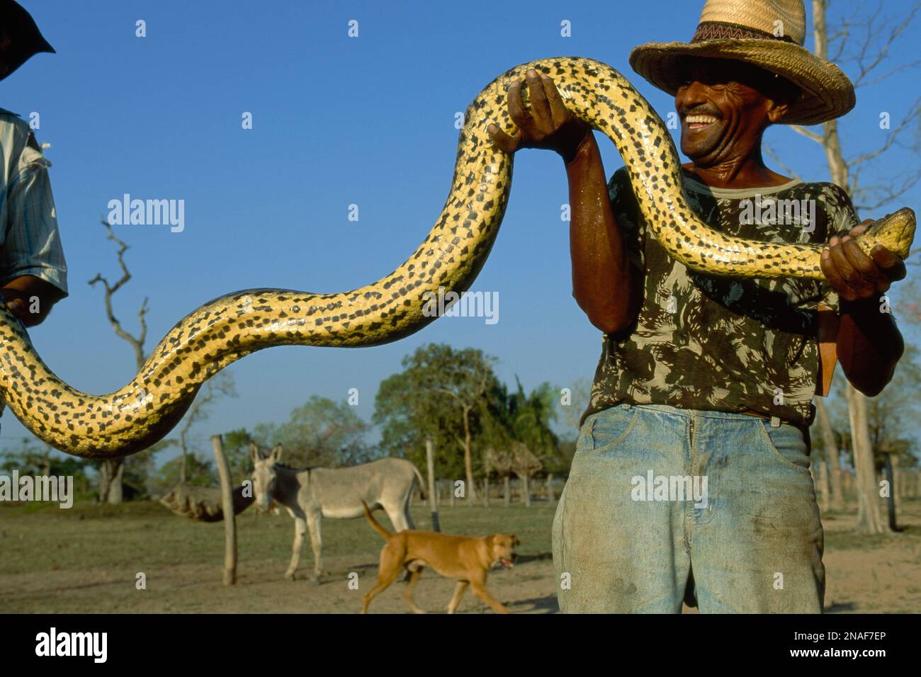 Rinder halten eine gelbe Anaconda (Eunectes murinus); Pantanal, Brasilien Stockfoto