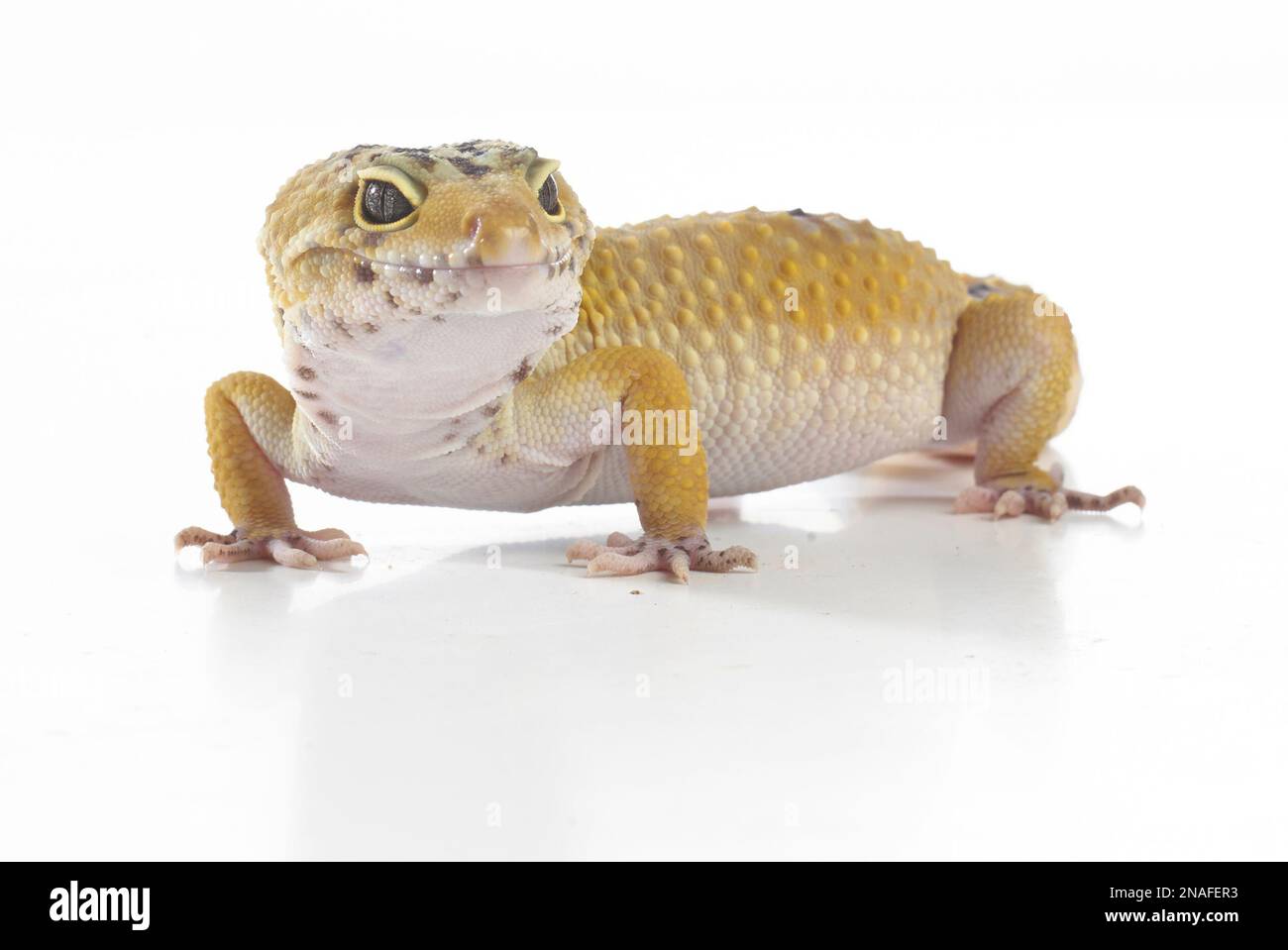 Leopardgecko (Eublepharis Macularius), 2 Jahre alt, Männlich Stockfoto