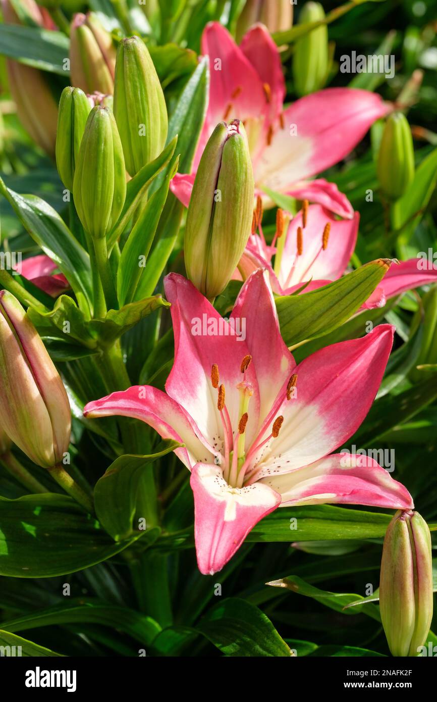 Lilium perfekte Freude, Lilie perfekte Freude, bulbus, ganzjährig, trompetenförmig, erdbeerrosa Blüten, Weiches Weiß in der Mitte, Stockfoto