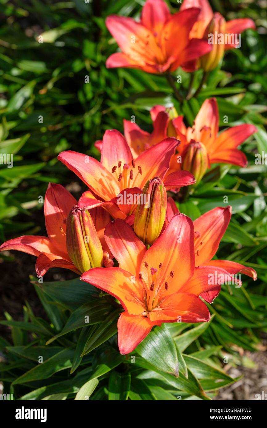 Lilium Tangerine Joy, Lilie Tangerine Joy, bulbus, ganzjährig, nach oben gerichtete rote und orangefarbene Blumen Stockfoto