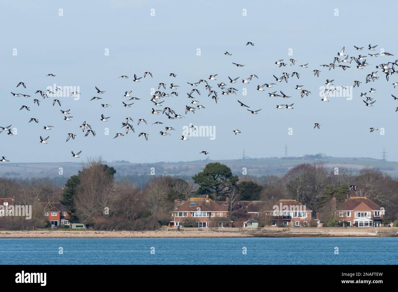 Herde von Austernmäusen (Haematopus ostralegus) während des Winterflugs über Langstone Harbour, Hampshire, England, Vereinigtes Königreich Stockfoto
