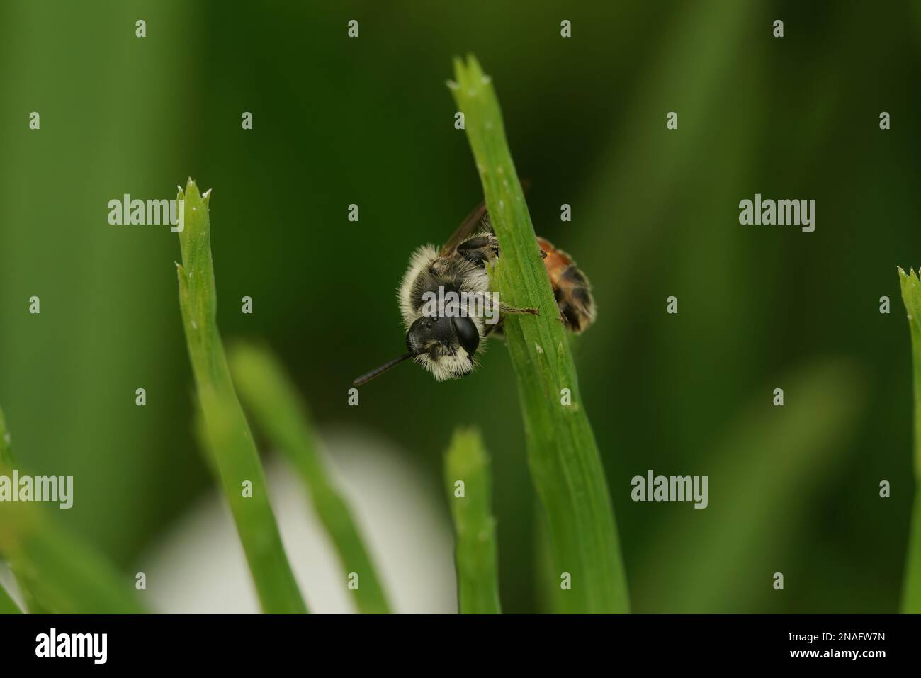 Natürliche Nahaufnahme auf einer typischen weißen männlichen, männlichen, roter getrampelten Bergbaubiene, Andrena labiata, die an einem Strohhalm von Gras hängt Stockfoto