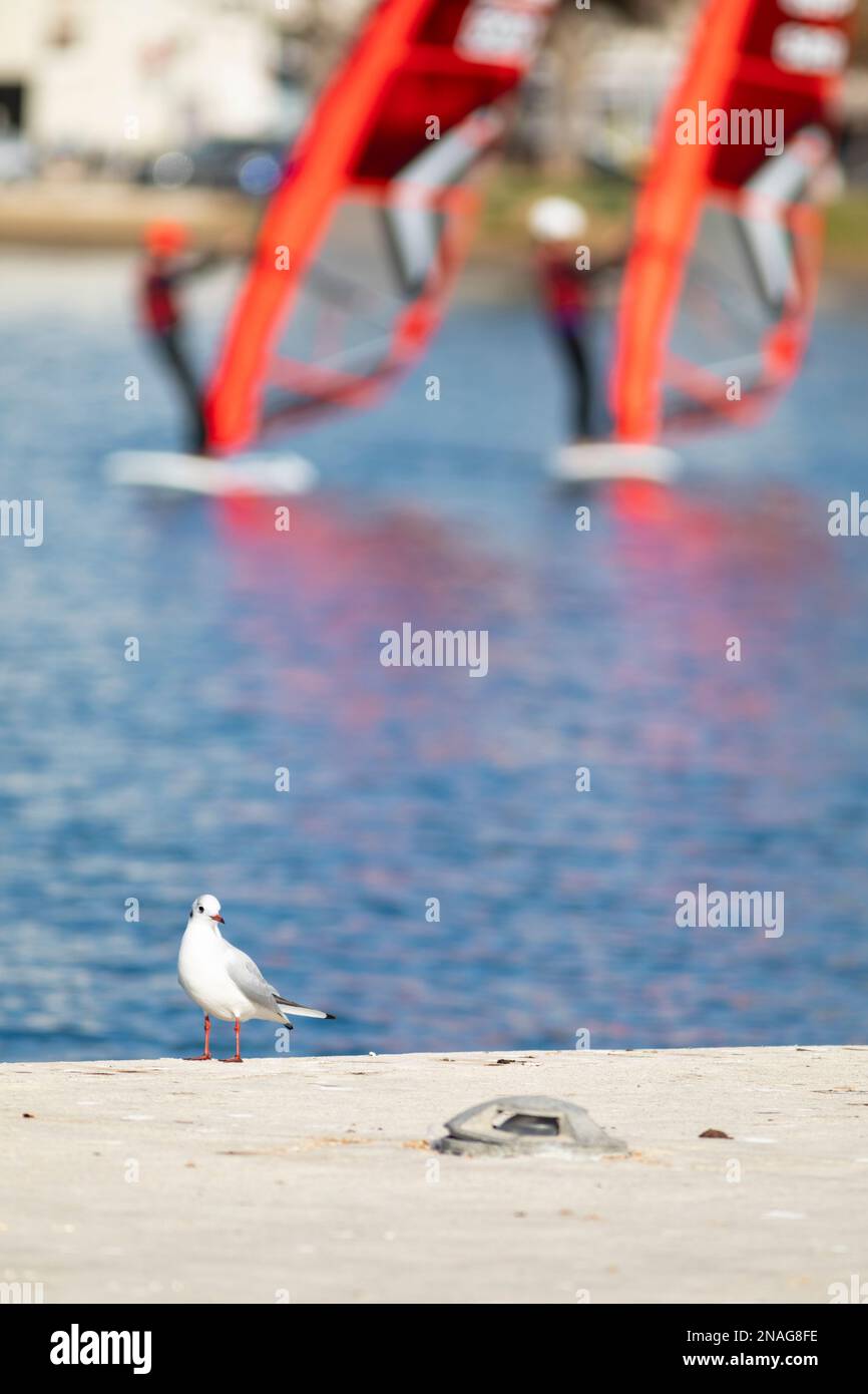 Schwarzkopfmöwe (Chroicocephalus ridibundus) mit Windsurfern im Hintergrund Stockfoto