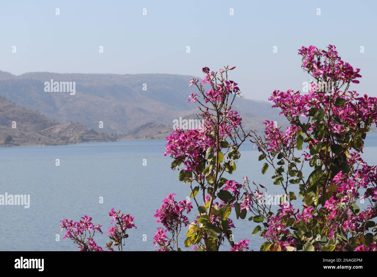 Bauhinia purpurea/Orchideenbaum/Purple bauhinia Flowers/Udaipur/Rajasthan/Indien Stockfoto