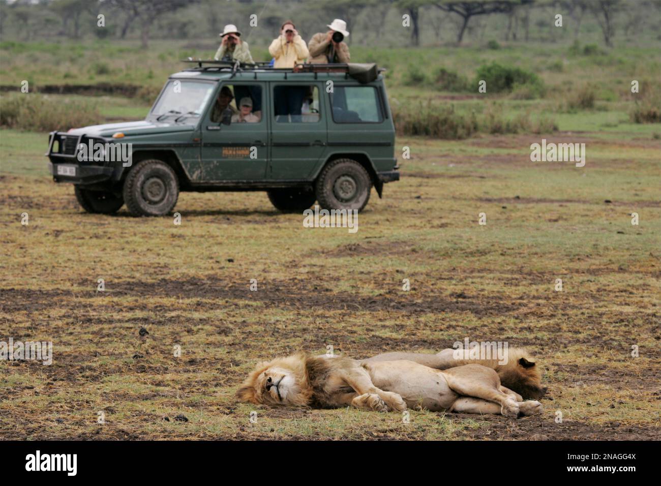Touristen fotografieren Löwen aus einem Geländewagen auf einer Safari; Serenera, Tansania Stockfoto