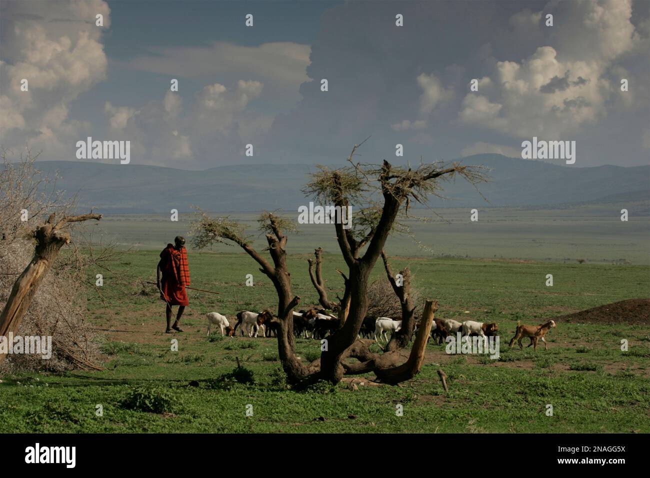 Maasai-Stammesmann, der Ziegen hütet; Ndutu, Tansania Stockfoto