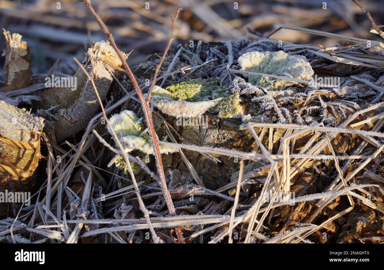Baumpilze auf Baumstumpfnatur Stockfoto