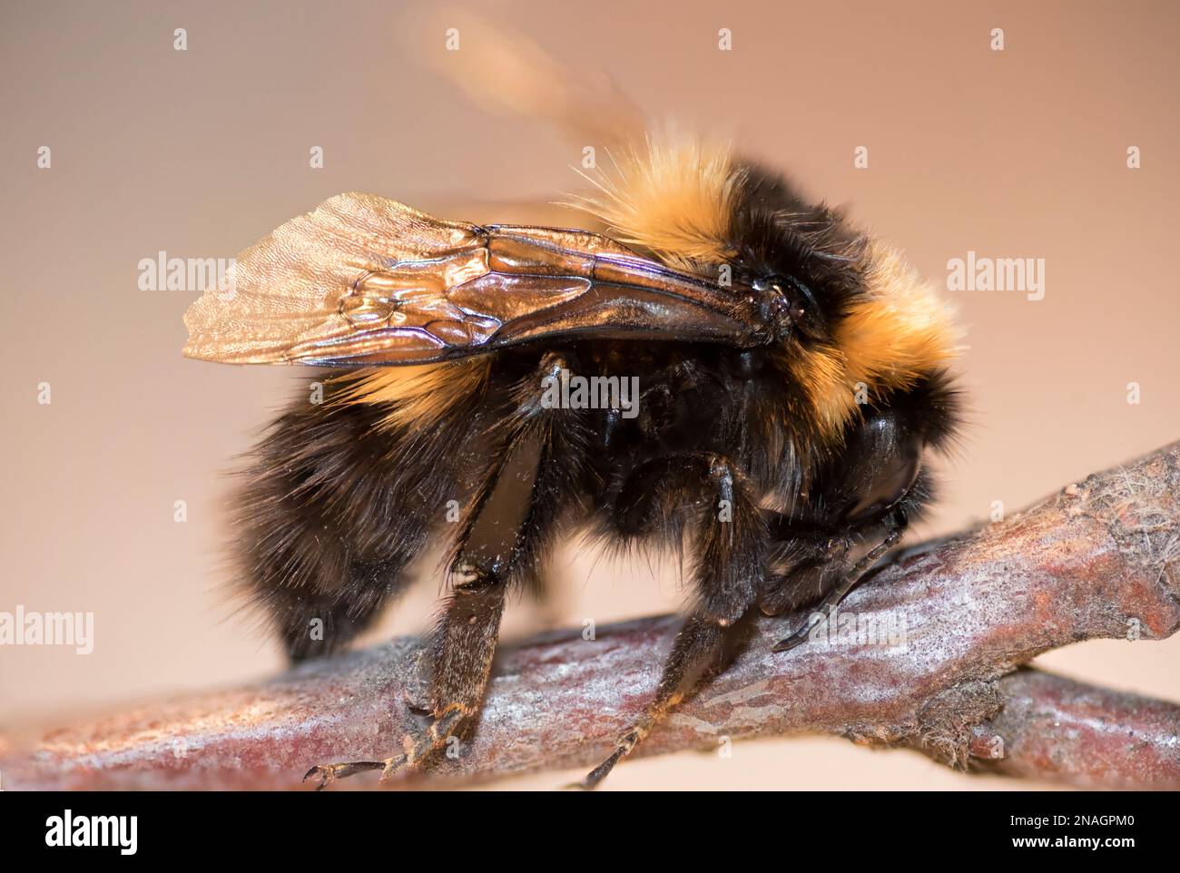 Bombus polaris aus Grönland Stockfoto