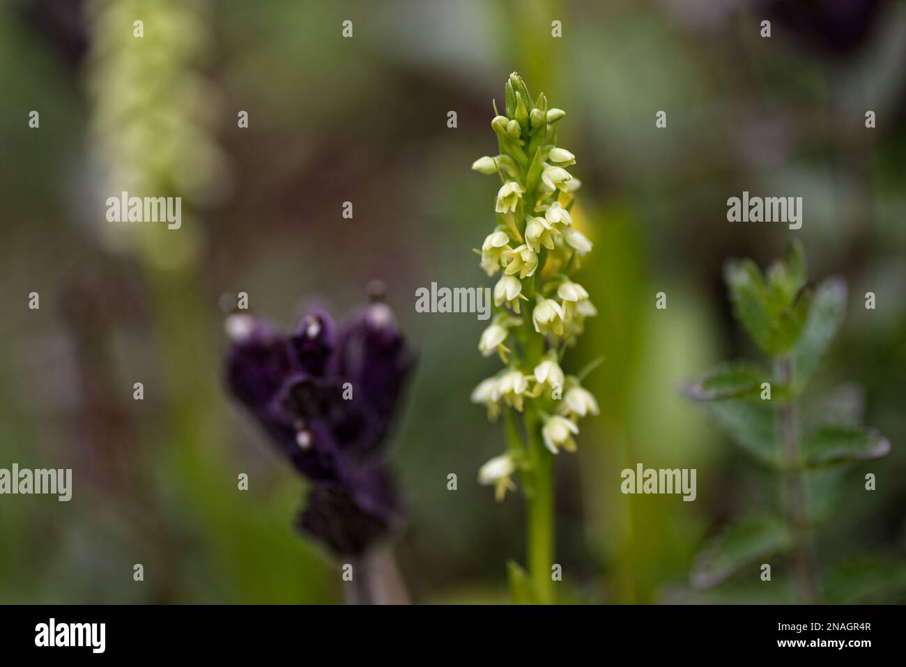 Kleine weiße Orchidee in Grönland Stockfoto