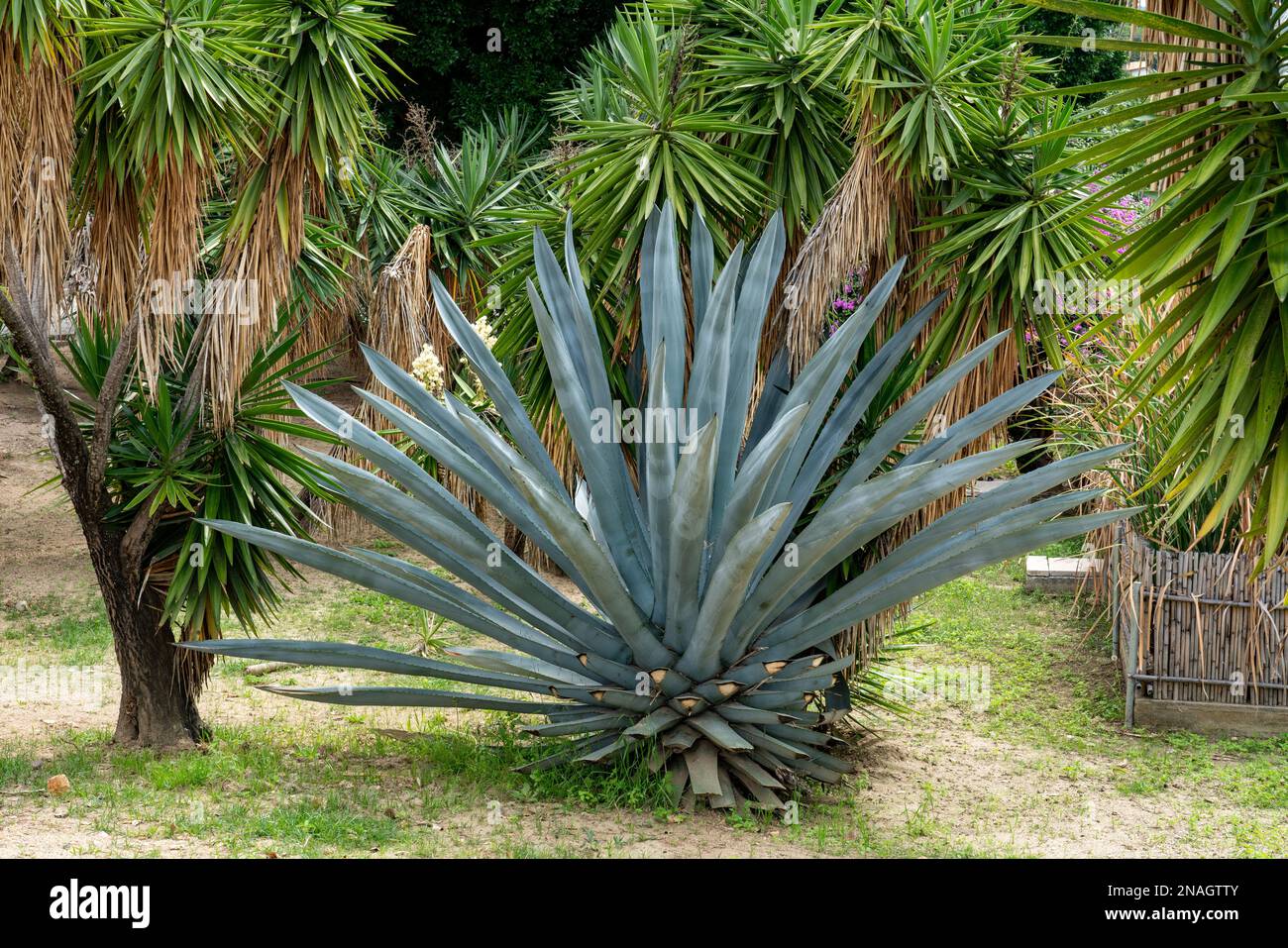 Ein espadin-Mafiosi, Agave angustifolia, in einem Garten in San Agustin Etla, Oaxaca, Mexiko. Espadin ist die wichtigste Produktionsstätte für die Herstellung von Mescal in Oaxa Stockfoto