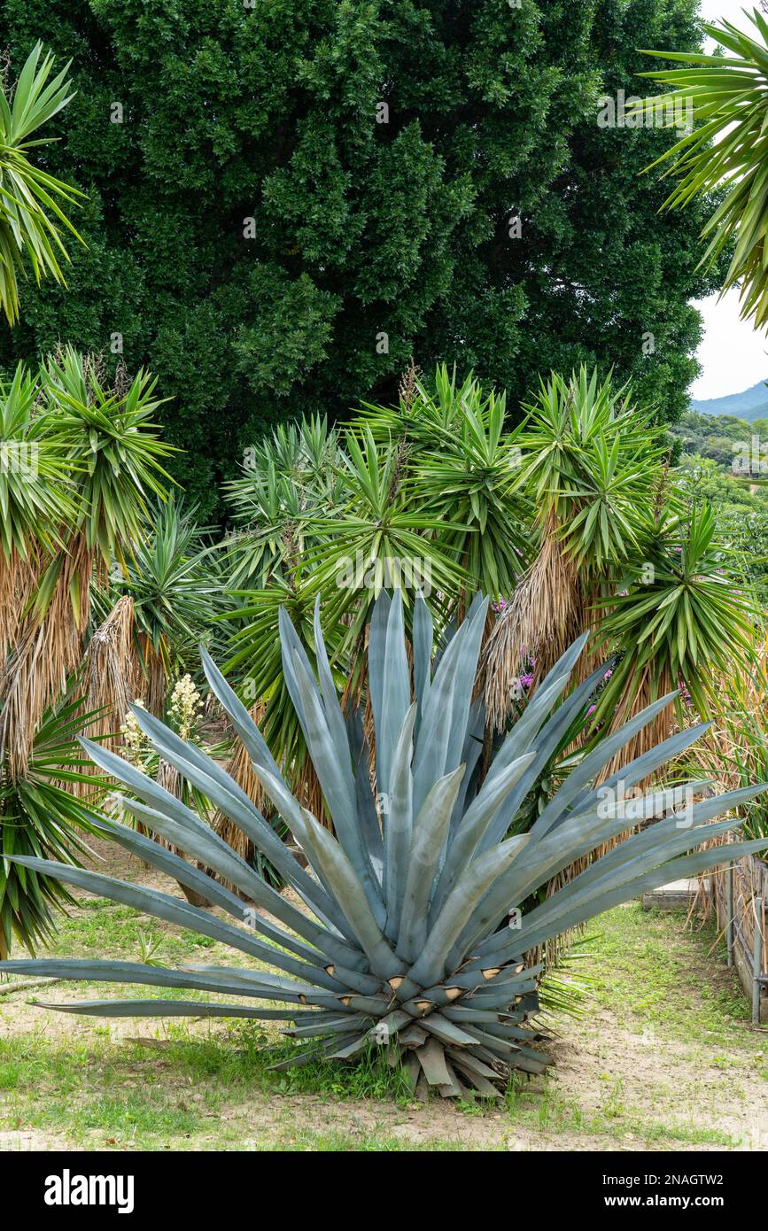 Ein espadin-Mafiosi, Agave angustifolia, in einem Garten in San Agustin Etla, Oaxaca, Mexiko. Espadin ist die wichtigste Produktionsstätte für die Herstellung von Mescal in Oaxa Stockfoto