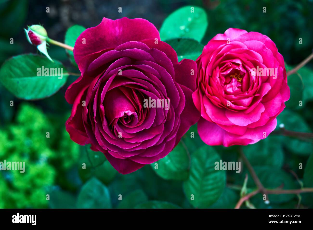 Blüten von Hybrid Tea Rose Timeless Purple Stockfoto