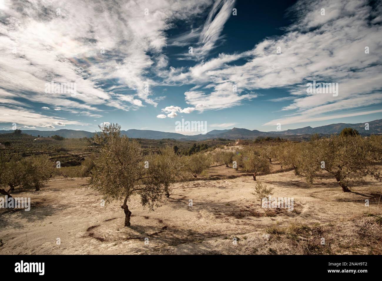 Olivenbäume im Olivenhain im Winter in der Nähe der Stadt Gorga, Provinz Alicante, Gemeinde Valencia, Spanien Stockfoto