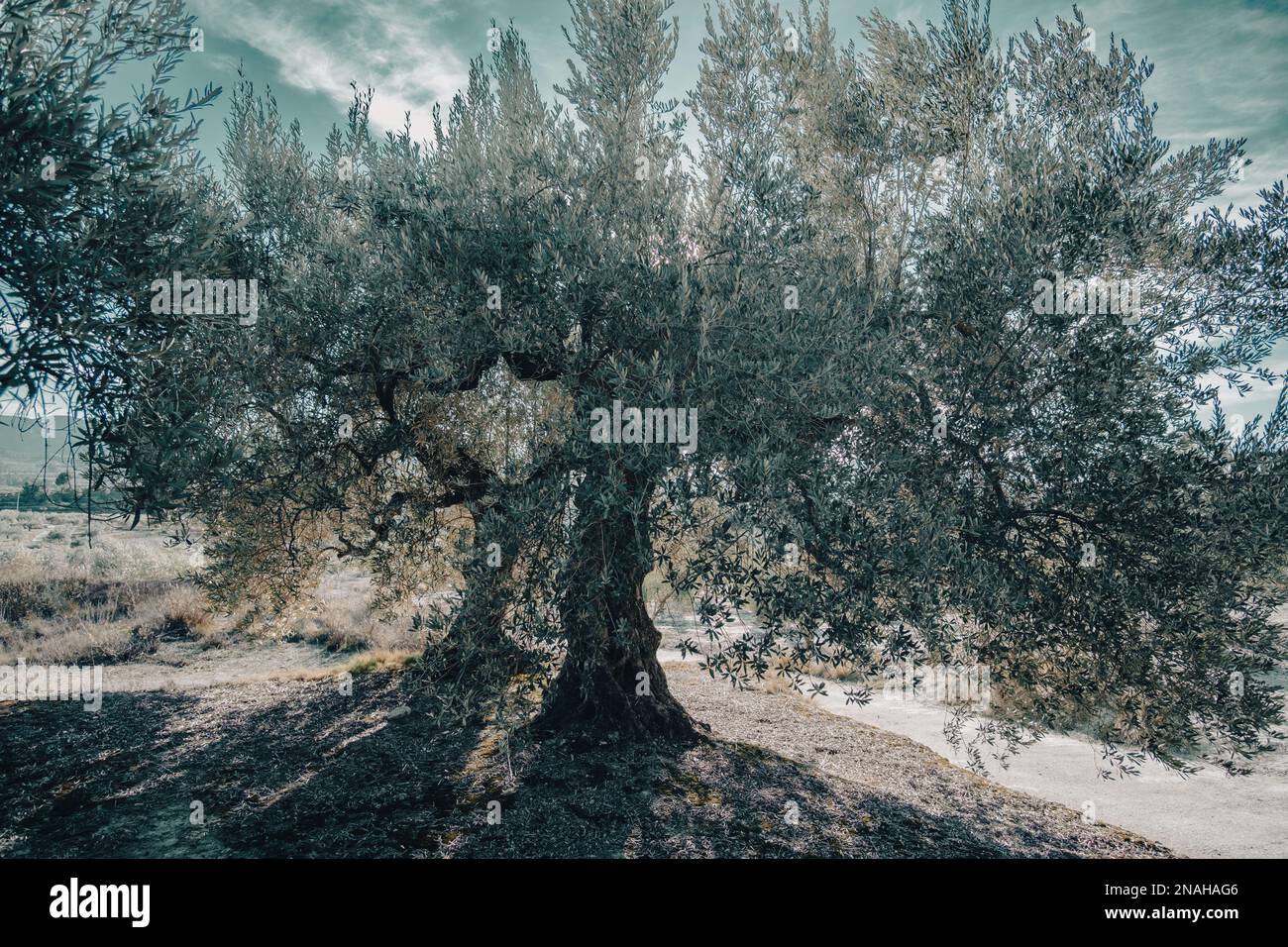 Olivenbäume im Olivenhain im Winter in der Nähe der Stadt Gorga, Provinz Alicante, Gemeinde Valencia, Spanien Stockfoto
