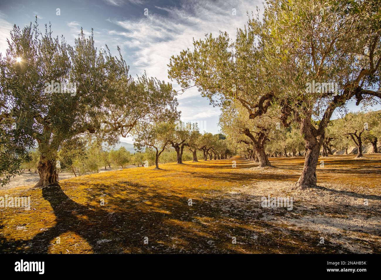 Olivenbäume im Olivenhain im Winter in der Nähe der Stadt Gorga, Provinz Alicante, Gemeinde Valencia, Spanien Stockfoto