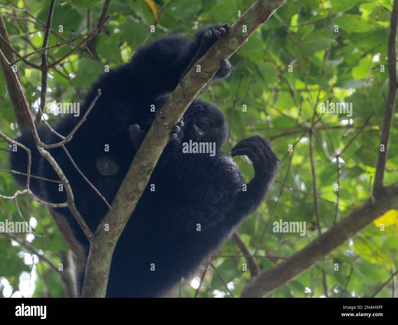 Siamang, Symphalangus syndactylus, die größte aller Gibbons, und gefährdete Arten, die in Malaysia zu finden sind Stockfoto