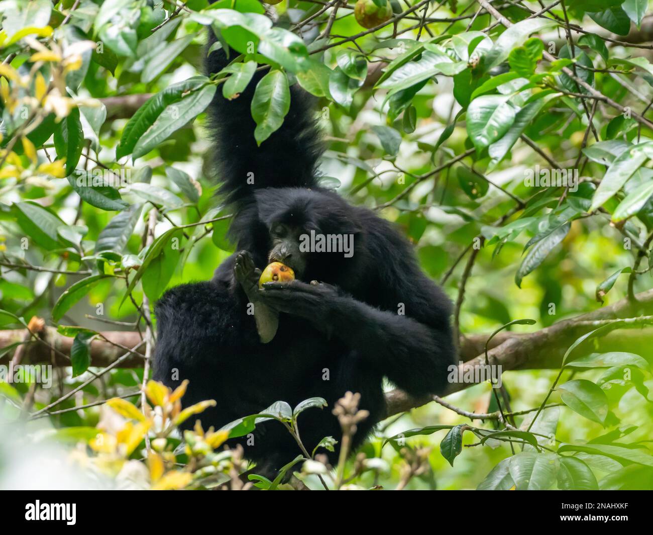 Siamang, Symphalangus syndactylus, die größte aller Gibbons, und gefährdete Arten, die in Malaysia zu finden sind Stockfoto