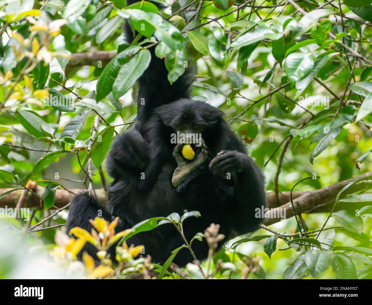 Siamang, Symphalangus syndactylus, die größte aller Gibbons, und gefährdete Arten, die in Malaysia zu finden sind Stockfoto